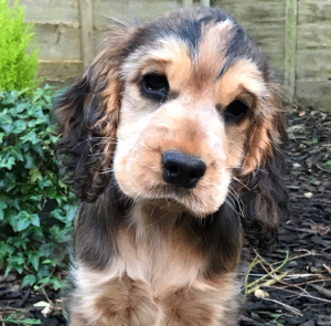 bonnie